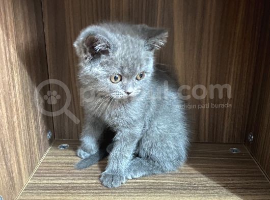 Yavru British Shorthair görsel