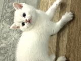 Erkek British Shorthair