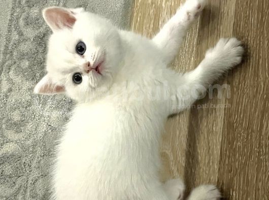 Erkek British Shorthair görsel
