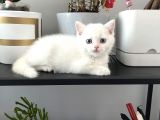 Erkek British Shorthair