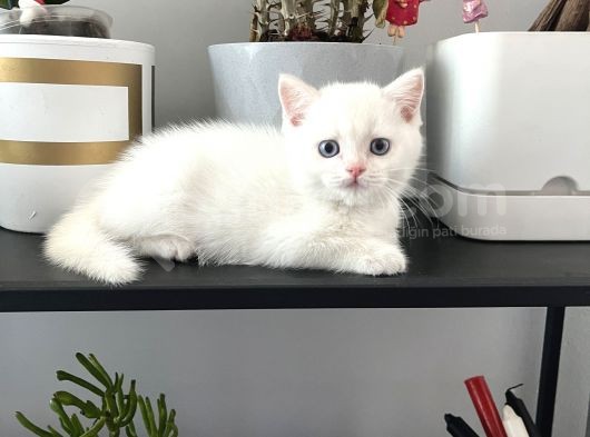Erkek British Shorthair görsel