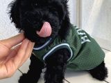 Poodle Bebekler