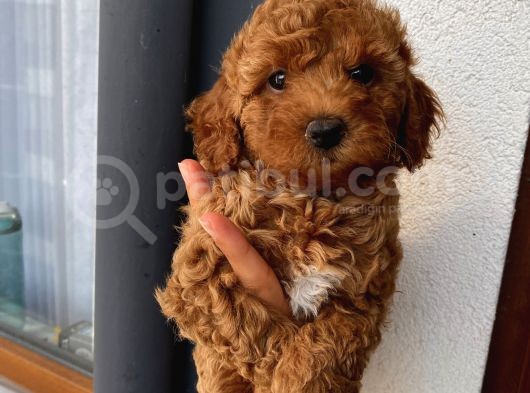 Alerji Yapmayan Tüy Dökmeyen Poodle Bebekler görsel