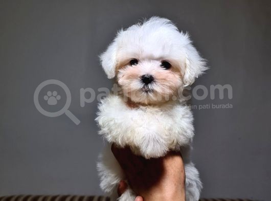 Secereli̇ Tcup Maltese Terri̇er Bebekleri̇mi̇z görsel