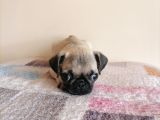 Safkan Mops Bebekler