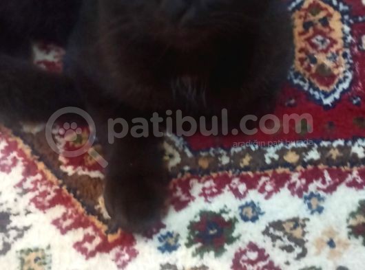Çikolata Tabby Scottish Fold görsel