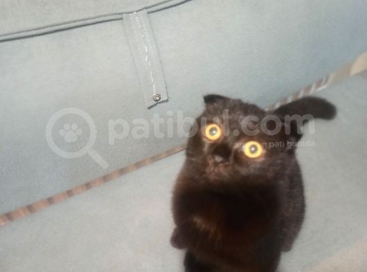Çikolata Tabby Scottish Fold görsel