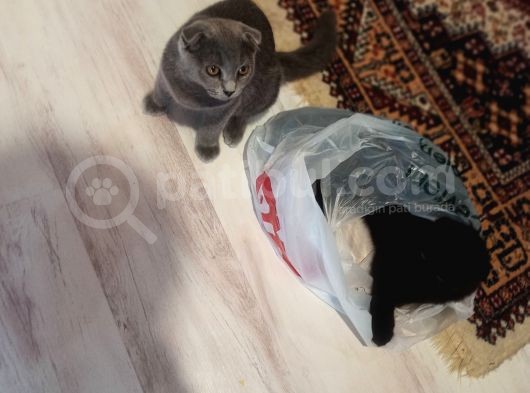 Çikolata Tabby Scottish Fold görsel