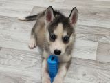 2 Aylık Husky Dişi Yavrumuz
