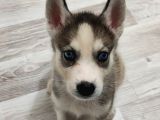 2 Aylık Husky Dişi Yavrumuz
