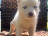 Beyaz Sibirya Kurdu (Husky) Yavruları