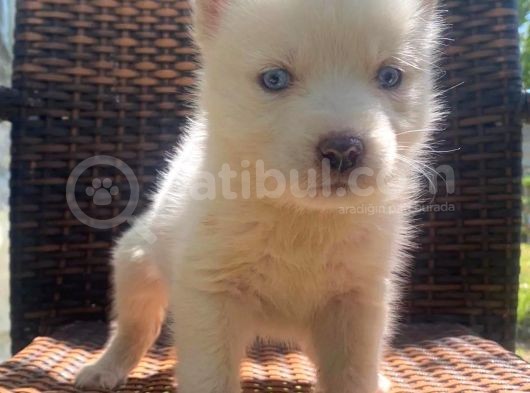 Beyaz Sibirya Kurdu (Husky) Yavruları görsel