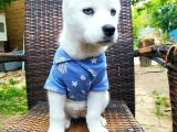 Beyaz Sibirya Kurdu (Husky) Yavruları