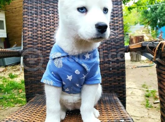 Beyaz Sibirya Kurdu (Husky) Yavruları görsel