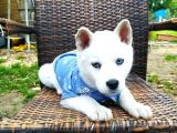beyaz Sibirya Kurdu (Husky) Yavruları