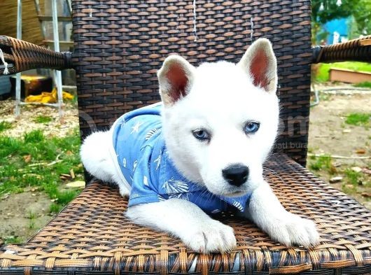 Beyaz Sibirya Kurdu (Husky) Yavruları