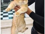 Beyaz Top Surat Scottish Fold Ve Straight Yavrular