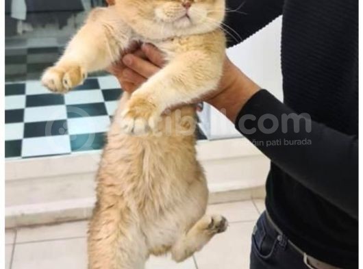 Beyaz Top Surat Scottish Fold Ve Straight Yavrular görsel
