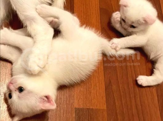 Beyaz Top Surat Scottish Fold Ve Straight Yavrular görsel