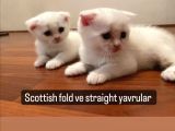 Beyaz Top Surat Scottish Fold Ve Straight Yavrular