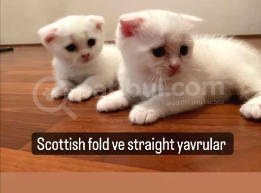Beyaz Top Surat Scottish Fold Ve Straight Yavrular