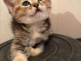 Beyaz Top Surat Scottish Fold Ve Straight Yavrular