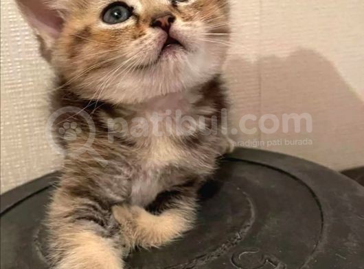 Beyaz Top Surat Scottish Fold Ve Straight Yavrular görsel