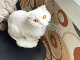 Beyaz Top Surat Scottish Fold Ve Straight Yavrular