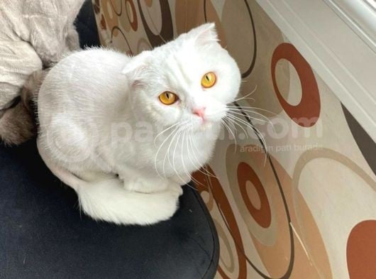 Beyaz Top Surat Scottish Fold Ve Straight Yavrular görsel