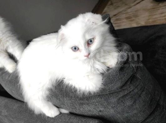 4 Aylık Erkek Mavi Gözlü  görsel