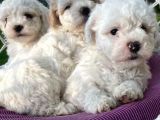 Kar Beyaz Maltese Terrier Yavrularımız