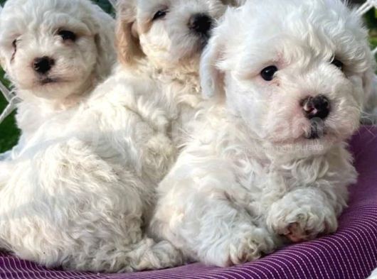 Kar Beyaz Maltese Terrier Yavrularımız görsel