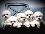 Kar Beyaz Maltese Terrier Yavrularımız