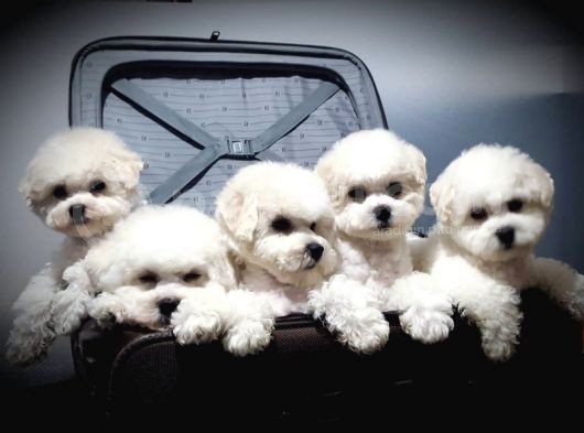 Kar Beyaz Maltese Terrier Yavrularımız görsel