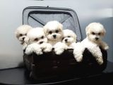 Kar Beyaz Maltese Terrier Yavrularımız