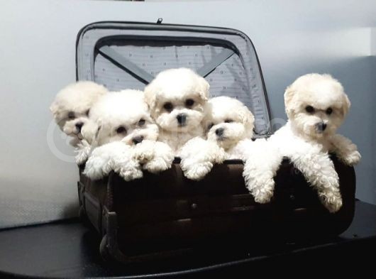 Kar Beyaz Maltese Terrier Yavrularımız görsel
