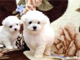 Kar Beyaz Maltese Terrier Yavrularımız