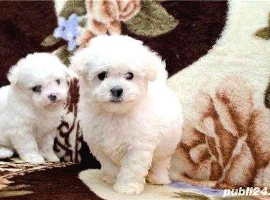 Kar Beyaz Maltese Terrier Yavrularımız