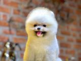 Ayıcık Surat Boo Pomeranian Yavrular