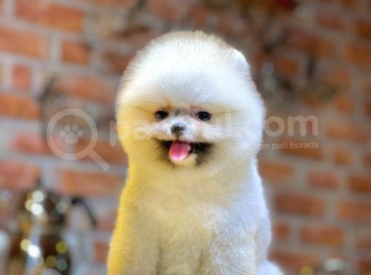 Ayıcık Surat Boo Pomeranian Yavrular görsel