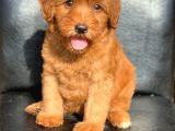 A Kali̇te Red Ve Apri̇cot Malti̇poo Yavrularimiz