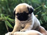 Antalya Mükemmel Kali̇te Pug Bebek Yüzlü