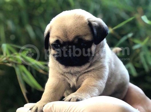 Antalya Mükemmel Kali̇te Pug Bebek Yüzlü