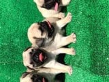 Antalya Mükemmel Kali̇te Pug Bebek Yüzlü