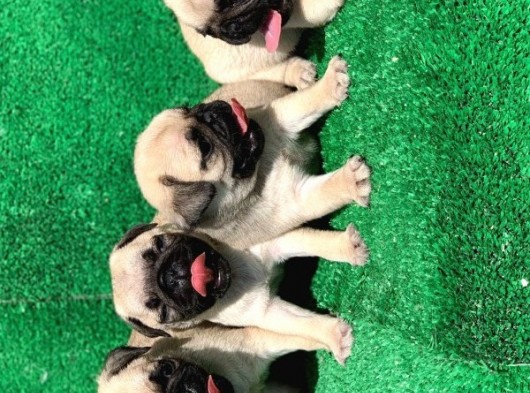 Antalya Mükemmel Kali̇te Pug Bebek Yüzlü görsel
