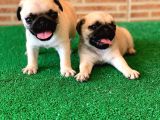 Antalya Mükemmel Kali̇te Pug Bebek Yüzlü