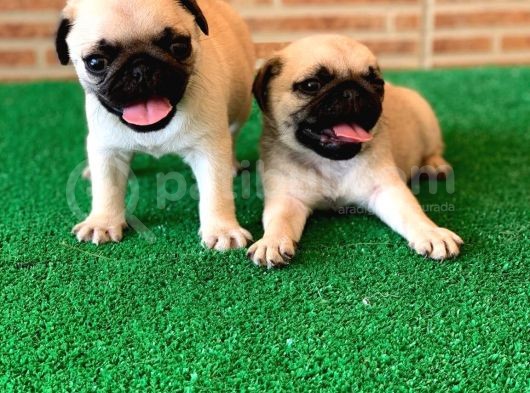 Antalya Mükemmel Kali̇te Pug Bebek Yüzlü görsel