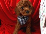 Red Brown Toy Poodle Yavrular