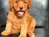 A Kali̇te Red Ve Apri̇cot Malti̇poo Yavrularimiz