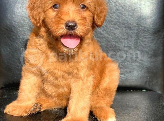 A Kali̇te Red Ve Apri̇cot Malti̇poo Yavrularimiz görsel